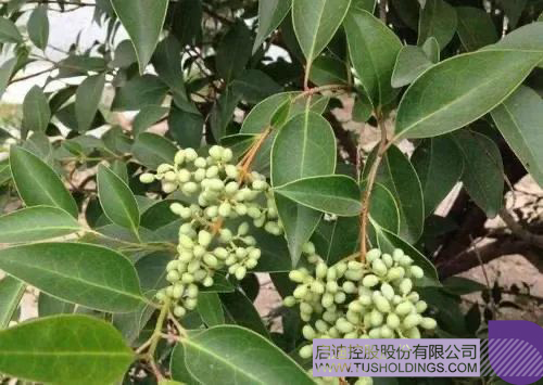 1612233464338365.jpg 640-3 拷贝.jpg